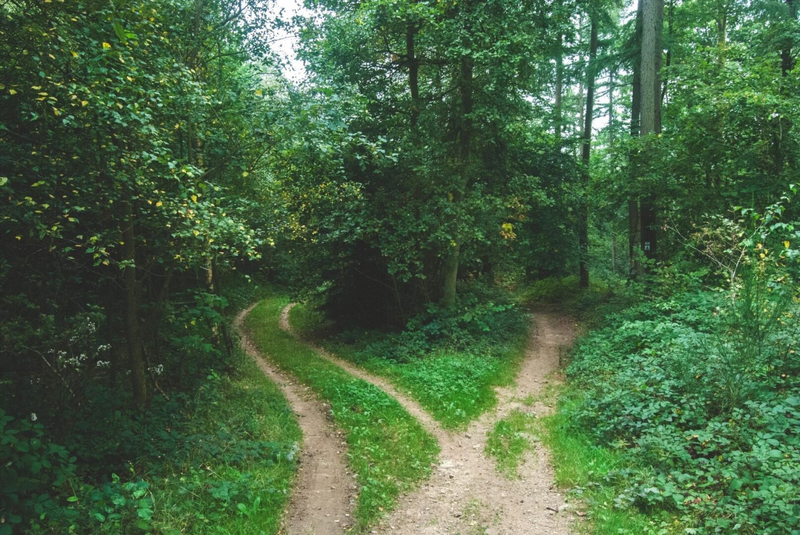 Two roads in the middle of a forest