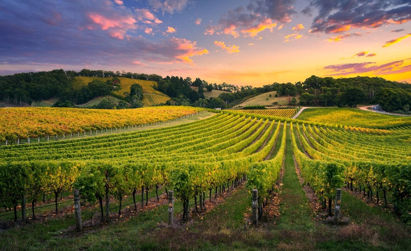 A vineyard with many rows of vines in the middle.